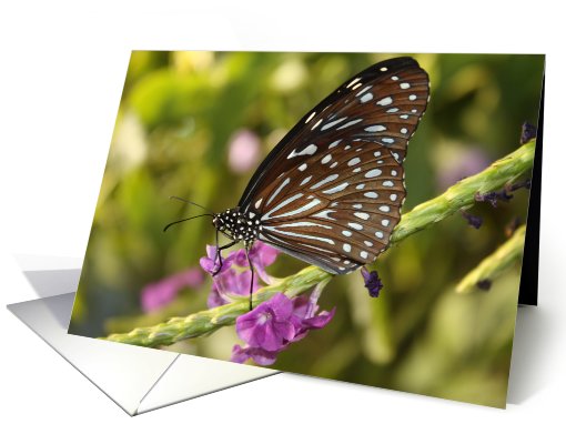 Butterfly With Flowers card (691166)