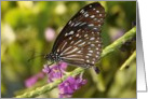 Butterfly With Flowers card