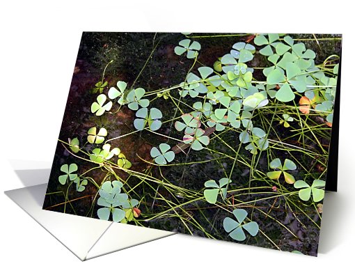 Water Clover card (691780)