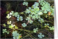 Water Clover card