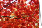 Japanese Maple card