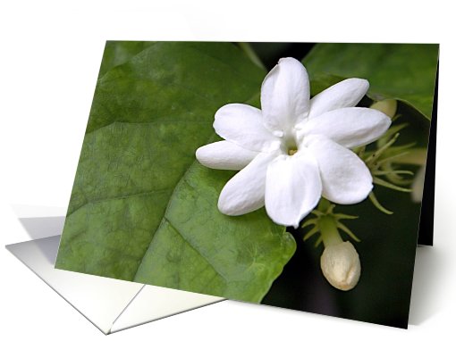 White Flower card (691996)