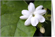 White Flower card