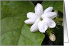 White Flower card