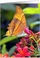 Sunlit Butterfly