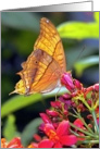 Sunlit Butterfly card