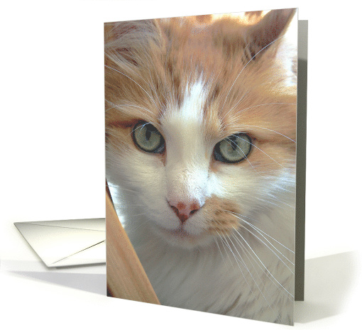 Ginger Cat Stare card (703758)
