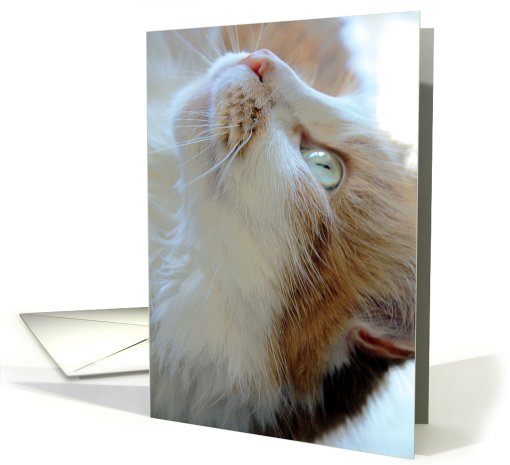 Ginger Cat Upside Down card (703764)