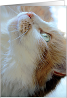 Ginger Cat Upside Down card