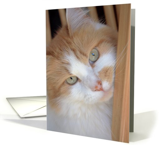 Ginger Cat Portrait 2 card (703772)