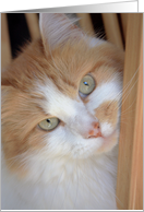 Ginger Cat Portrait...