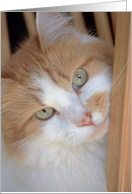 Ginger Cat Portrait 2 card