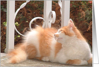 Ginger Cat Sunning card