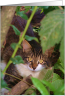 Tigress card