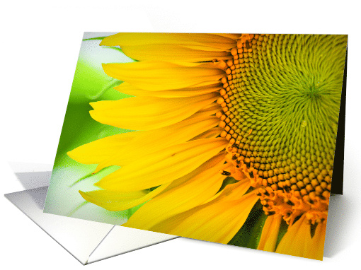 Beautiful Yellow Sunflower Macro Photograph card (728552)