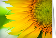 Beautiful Yellow Sunflower Macro Photograph card