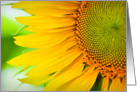 Beautiful Yellow Sunflower Macro Photograph card