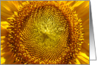 Beautiful Yellow Sunflower Macro Photograph card