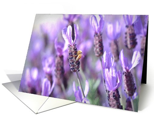 Beautiful Purple Spanish Lavender Flowers with Honey Bee card (728567)