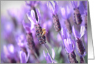 Beautiful Purple Spanish Lavender Flowers with Honey Bee card
