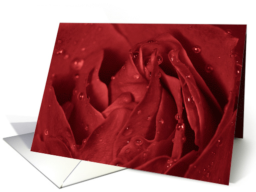 Beautiful Red Rose Macro Photograph for Love card (728574)