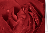 Beautiful Red Rose Macro Photograph for Love card
