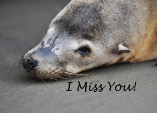 Sad Sea Lion Seal I Miss You