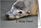 Sad Sea Lion Seal I Miss You card