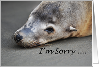 Seal Sea Lion Up Close Photo I am Sorry card