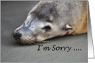 Seal Sea Lion Up Close Photo I am Sorry card