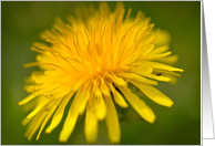 Get Well Soon Yellow Dandelion Close Up Macro Photograph card