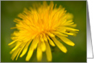 Get Well Soon Yellow Dandelion Close Up Macro Photograph card