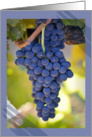 Thanks a Bunch Red Grapes on the Vine Photograph card