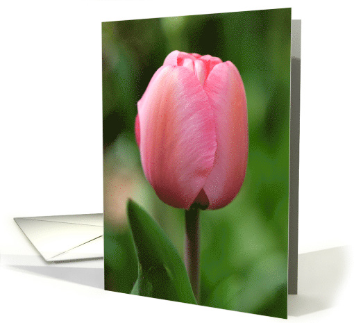 Thank You Pink Tulip in Bloom Flower card (828132)