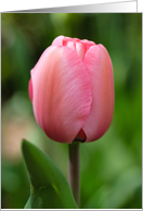 Thank You Pink Tulip...