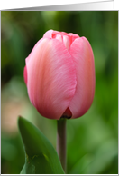 Thank You Pink Tulip in Bloom Flower card