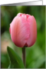 Thank You Pink Tulip in Bloom Flower card