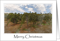 Merry Christmas Napa Valley card