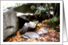 Forest Rocks And Mountain Laurel Blank Note Card