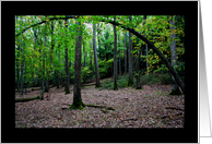 Blank Note Card Forest Arch Tree Early Fall card