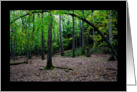 Blank Note Card Forest Arch Tree Early Fall card