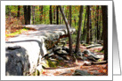 Happy Birthday Forest Fallen Leaves And Rocks Early Fall Season Photograph card