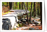 Thank You For Your Support Forest Rocks Early Fall Season Photograph card