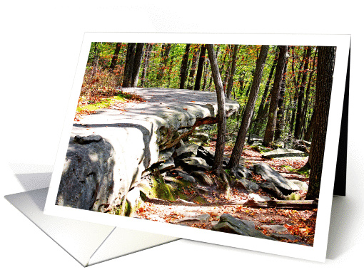Blank Note Card Forest Rocks And Fallen Leaves Early Fall... (746587)