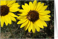 Happy Birthday Friend, Sunflowers card
