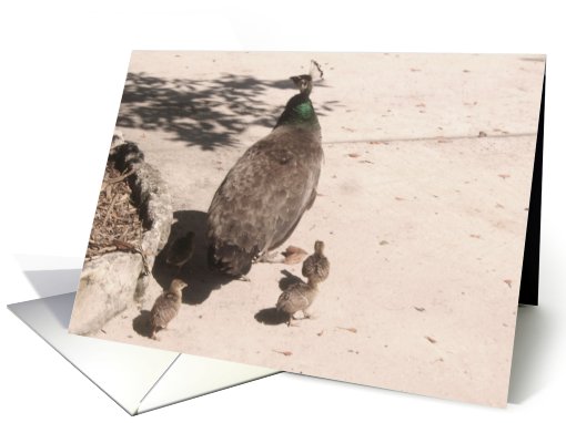 Peacock and Chicks Congratulations On Becoming a Mom card (828514)
