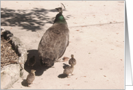 Peacock and Chicks...