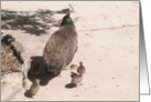 Peacock and Chicks Congratulations On Becoming a Mom card