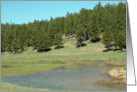Happy Birthday Card Featuring a Cedar Breaks Area Forest card