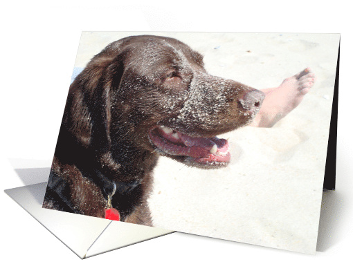 Beach dog Chocolate Lab Blank Note card (695822)